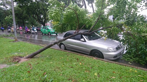 Đạp cửa, bố cứu con gái thoát khỏi xe bị cây cổ thụ đổ trúng - ảnh 6