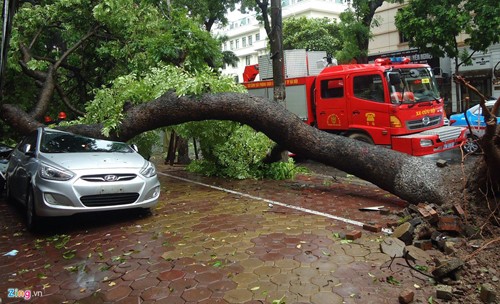 Đạp cửa, bố cứu con gái thoát khỏi xe bị cây cổ thụ đổ trúng - ảnh 8