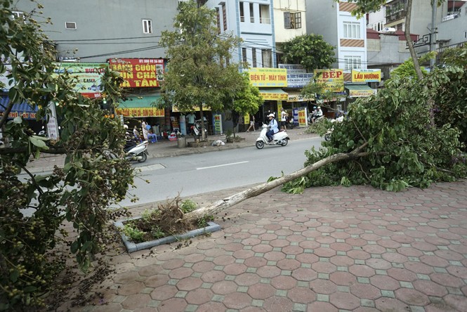 Cây đổ gục vẫn nằm la liệt dọc sông Tô Lịch - ảnh 9