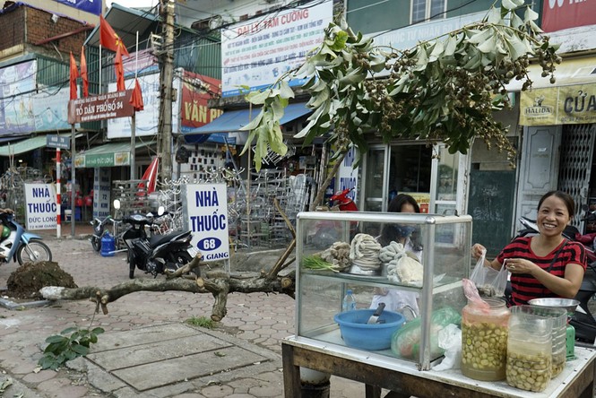 Cây đổ gục vẫn nằm la liệt dọc sông Tô Lịch - ảnh 11