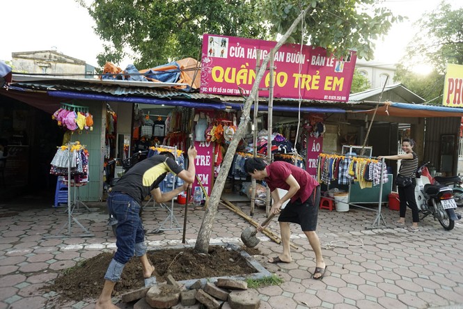 Cây đổ gục vẫn nằm la liệt dọc sông Tô Lịch - ảnh 13