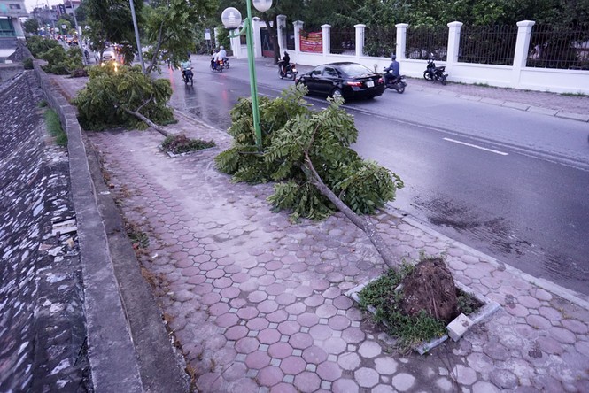 Cây đổ gục vẫn nằm la liệt dọc sông Tô Lịch - ảnh 2