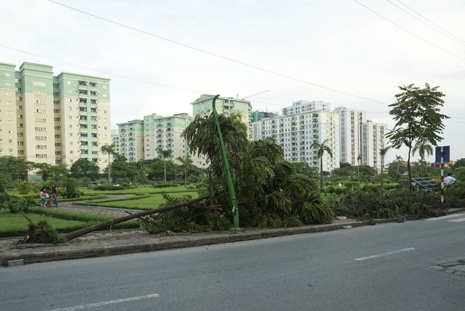 Cây đổ gục vẫn nằm la liệt dọc sông Tô Lịch - ảnh 3