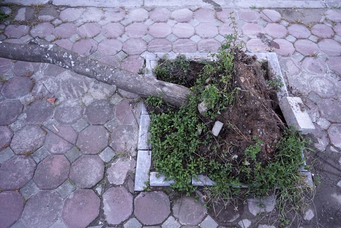 Cây đổ gục vẫn nằm la liệt dọc sông Tô Lịch - ảnh 4
