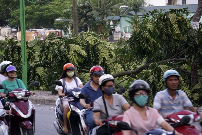 Cây đổ gục vẫn nằm la liệt dọc sông Tô Lịch - ảnh 5