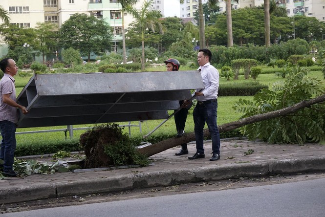 Cây đổ gục vẫn nằm la liệt dọc sông Tô Lịch - ảnh 6