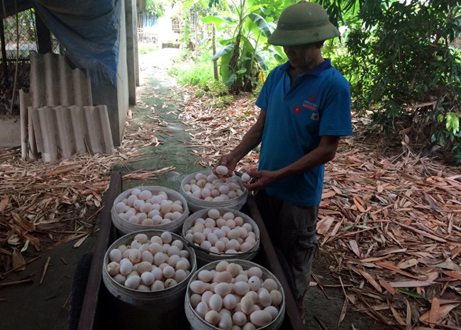 Bí ẩn nguồn gốc trứng gà ta giá rẻ bán đầy chợ - ảnh 1