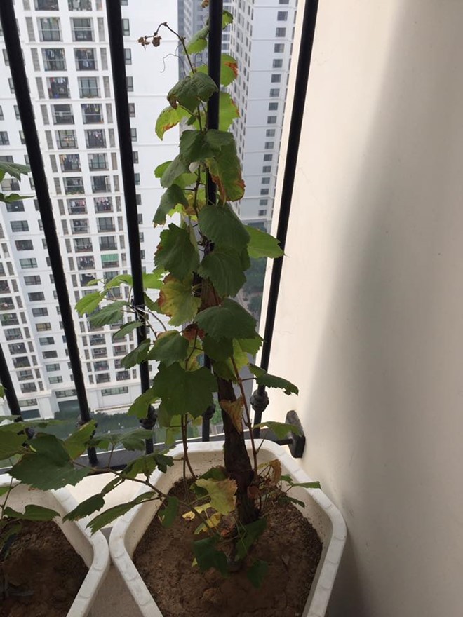 Người Hà Nội rủ nhau trồng nho Ninh Thuận - ảnh 2