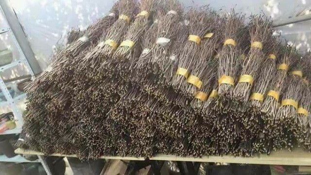 'Đỗ quyên ngủ đông': Hoa lạ như củi khô, cơn sốt Tết 2018 - ảnh 1