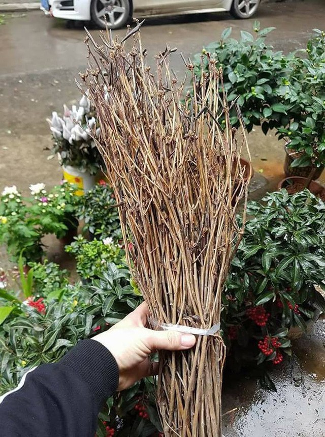 'Đỗ quyên ngủ đông': Hoa lạ như củi khô, cơn sốt Tết 2018 - ảnh 2