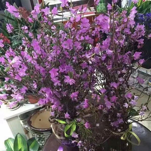 'Đỗ quyên ngủ đông': Hoa lạ như củi khô, cơn sốt Tết 2018 - ảnh 3