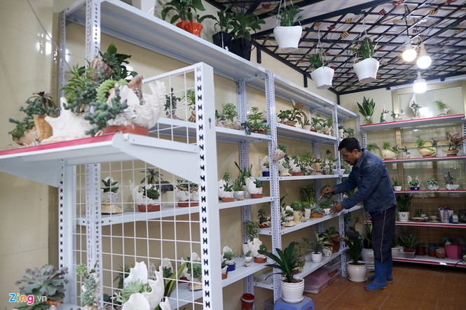 Hoa kiểng chơi Tết trong vỏ ốc độc đáo, giá rẻ - ảnh 1