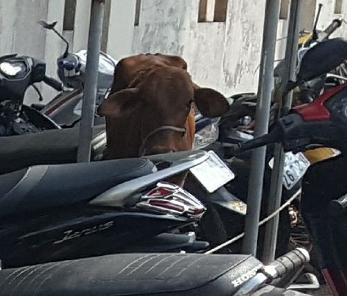 Công an huyện Phú Quốc 'tạm giam'... 2 con bò - ảnh 1