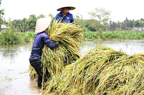 Nước từ Lào tràn về, dân miền Tây không kịp trở tay - ảnh 2