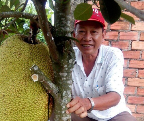 Ông nông dân tạo ra quả mít có múi nặng hơn 2 lạng - ảnh 1