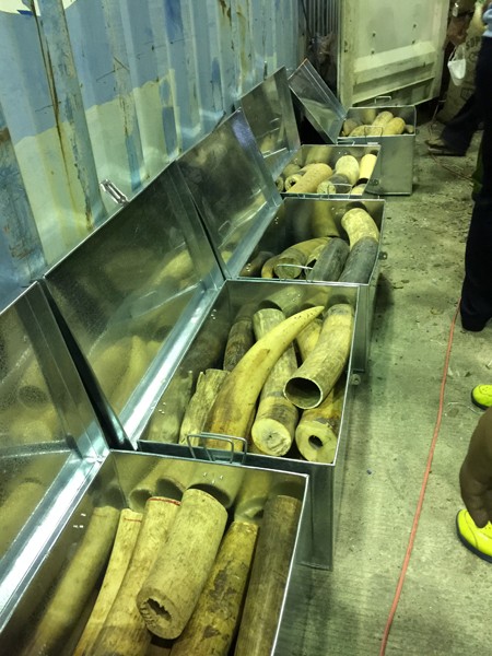 Cận cảnh 8 tấn ngà voi, vảy tê vừa bị thu giữ tại Đà Nẵng - ảnh 3