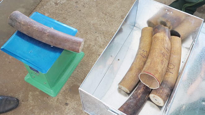 Cận cảnh 8 tấn ngà voi, vảy tê vừa bị thu giữ tại Đà Nẵng - ảnh 7