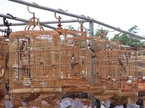 festival sinh vật cảnh - ảnh 1