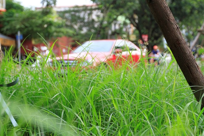 Hà Nội: Cỏ mọc um tùm trên phố sau lệnh dừng cắt tỉa - ảnh 2