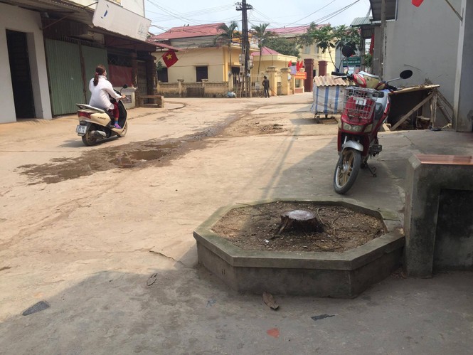 Đòi lại vỉa hè ở Hà Nội: Cây xanh có tội gì mà bị chặt? - ảnh 3