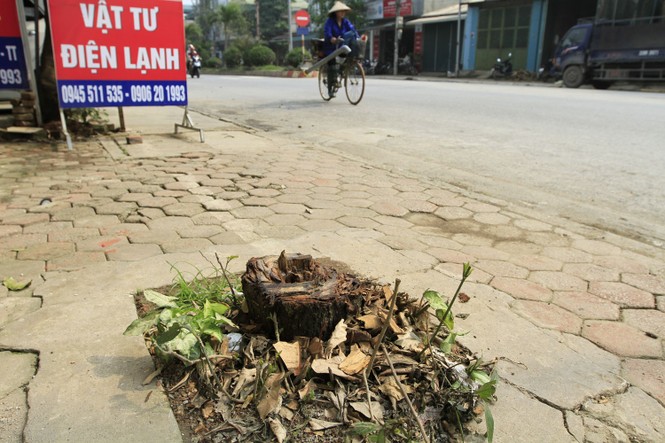 Chặt cây... đòi vỉa hè: Cổ thụ cách đường 10 mét cũng không tha - ảnh 11