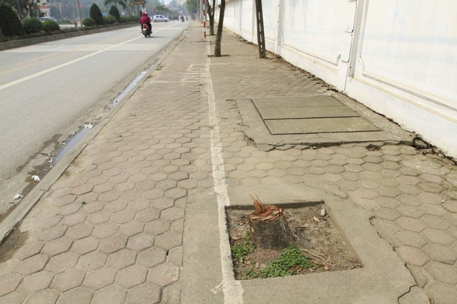 Chặt cây... đòi vỉa hè: Cổ thụ cách đường 10 mét cũng không tha - ảnh 12