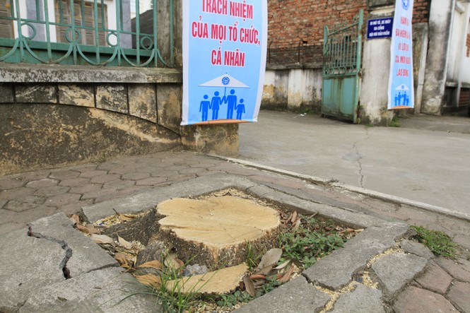 Chặt cây... đòi vỉa hè: Cổ thụ cách đường 10 mét cũng không tha - ảnh 15