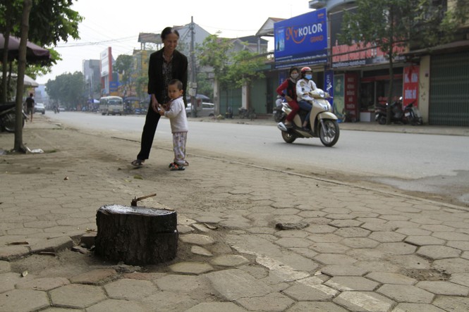 Chặt cây... đòi vỉa hè: Cổ thụ cách đường 10 mét cũng không tha - ảnh 16
