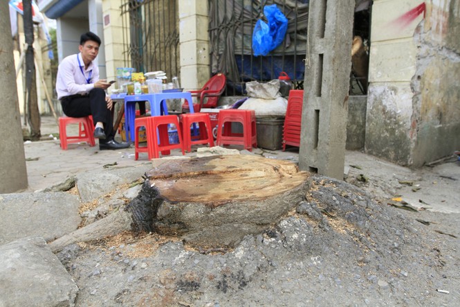 Chặt cây... đòi vỉa hè: Cổ thụ cách đường 10 mét cũng không tha - ảnh 17