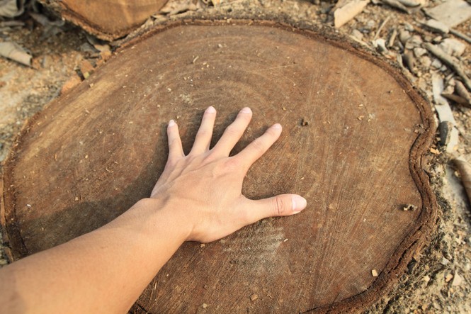 Chặt cây... đòi vỉa hè: Cổ thụ cách đường 10 mét cũng không tha - ảnh 2