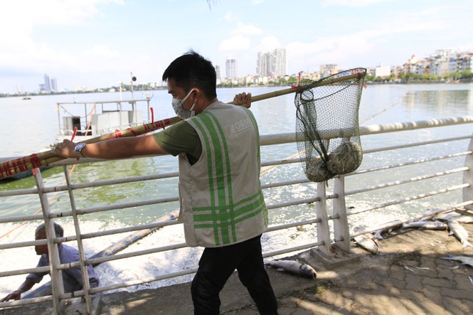 Hàng trăm bao tải chứa cá chết Hồ Tây tập kết ven đường - ảnh 10