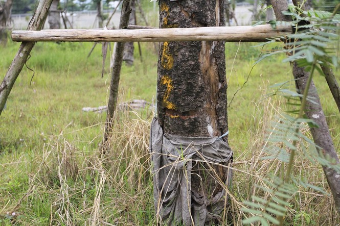 Hà Nội: Xà cừ cổ thụ chết khô sau đánh chuyển - ảnh 11