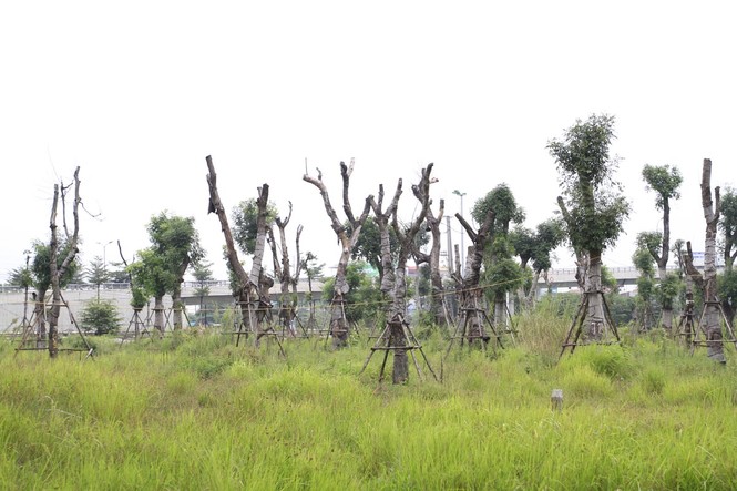 Hà Nội: Xà cừ cổ thụ chết khô sau đánh chuyển - ảnh 1