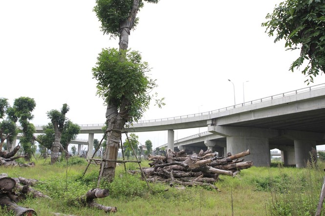 Hà Nội: Xà cừ cổ thụ chết khô sau đánh chuyển - ảnh 5