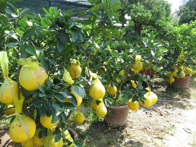 50 triệu đồng một cây bưởi Diễn chơi Tết ở Sài Gòn - ảnh 2