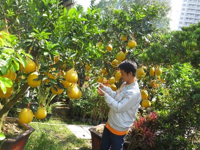 50 triệu đồng một cây bưởi Diễn chơi Tết ở Sài Gòn - ảnh 3