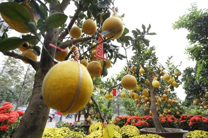 50 triệu đồng một cây bưởi Diễn chơi Tết ở Sài Gòn - ảnh 1