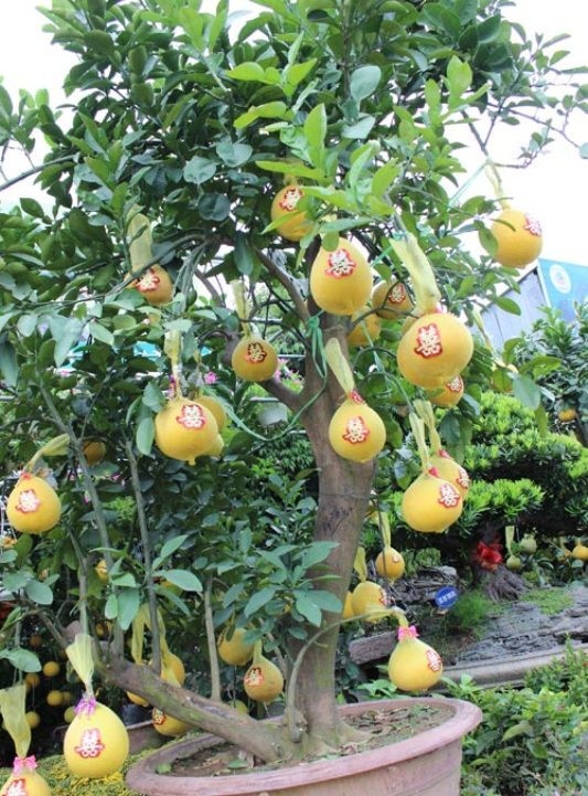 50 triệu đồng một cây bưởi Diễn chơi Tết ở Sài Gòn - ảnh 5