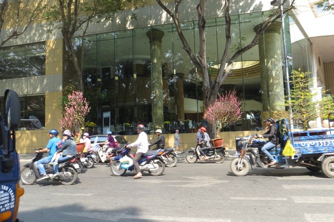 Lo bị 'ép rác', hoa tết xả hàng sớm ở Sài Gòn - ảnh 13