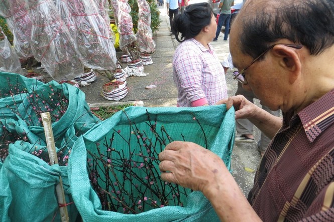 Lo bị 'ép rác', hoa tết xả hàng sớm ở Sài Gòn - ảnh 5