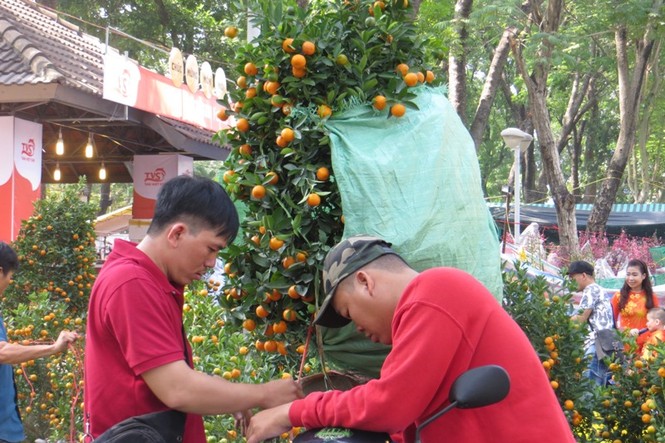 Lo bị 'ép rác', hoa tết xả hàng sớm ở Sài Gòn - ảnh 3
