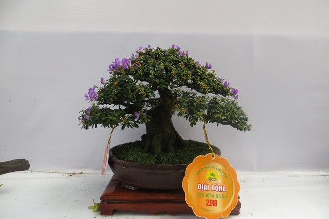 Mùng 3 tết, rủ nhau đi ngắm 'kỳ hoa dị thảo' ở Sài Gòn - ảnh 13