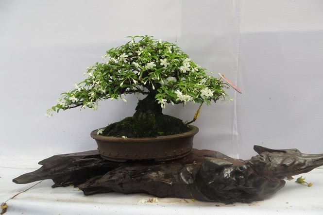 Mùng 3 tết, rủ nhau đi ngắm 'kỳ hoa dị thảo' ở Sài Gòn - ảnh 14