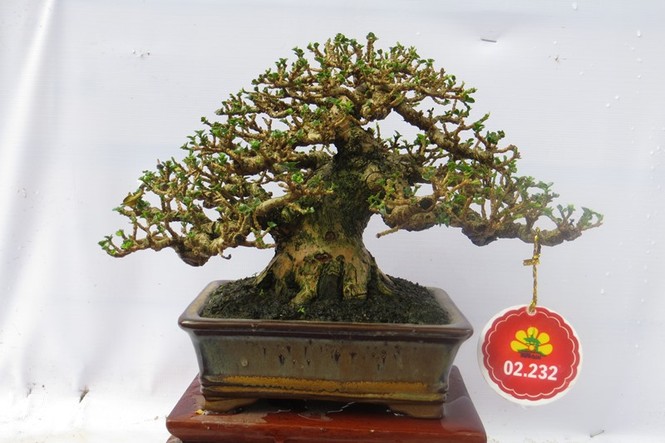 Mùng 3 tết, rủ nhau đi ngắm 'kỳ hoa dị thảo' ở Sài Gòn - ảnh 16