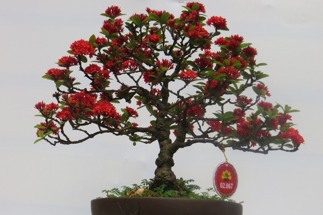 Mùng 3 tết, rủ nhau đi ngắm 'kỳ hoa dị thảo' ở Sài Gòn - ảnh 15