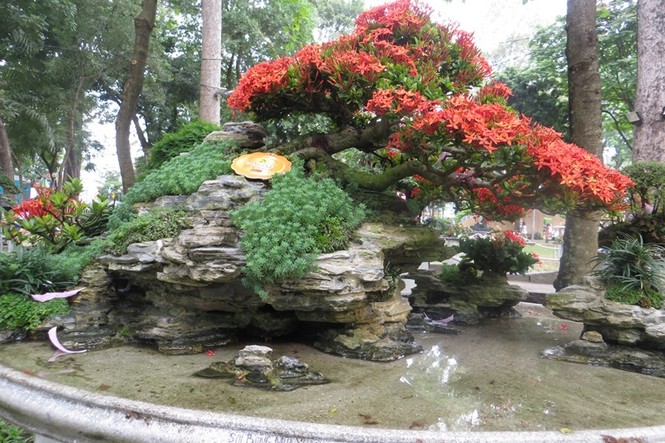 Mùng 3 tết, rủ nhau đi ngắm 'kỳ hoa dị thảo' ở Sài Gòn - ảnh 9