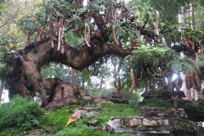 Mùng 3 tết, rủ nhau đi ngắm 'kỳ hoa dị thảo' ở Sài Gòn - ảnh 11