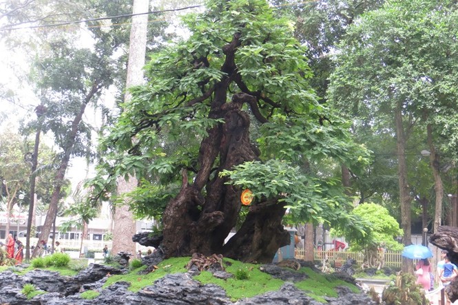 Mùng 3 tết, rủ nhau đi ngắm 'kỳ hoa dị thảo' ở Sài Gòn - ảnh 3
