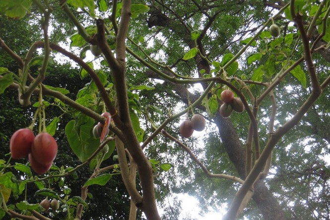 Mùng 3 tết, rủ nhau đi ngắm 'kỳ hoa dị thảo' ở Sài Gòn - ảnh 5