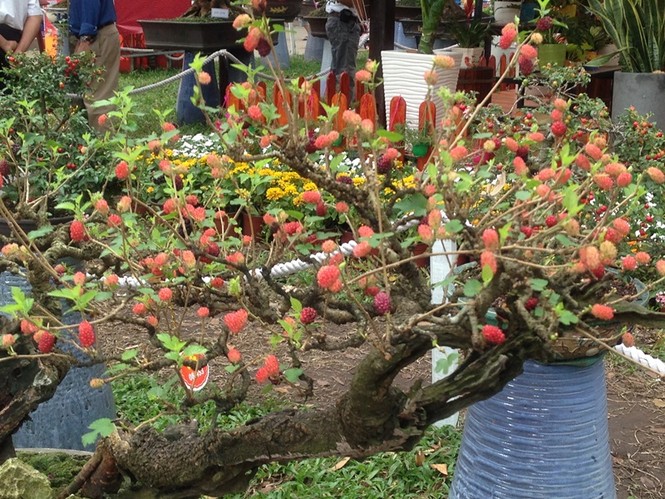 Mùng 3 tết, rủ nhau đi ngắm 'kỳ hoa dị thảo' ở Sài Gòn - ảnh 6
